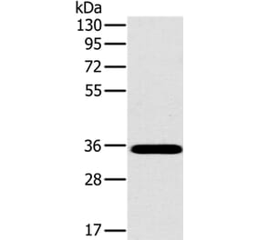 OTUB1 Antibody from Signalway Antibody (36672) - Antibodies.com