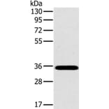 OTUB1 Antibody from Signalway Antibody (36672) - Antibodies.com