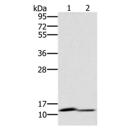 PAGE2 Antibody from Signalway Antibody (36678) - Antibodies.com