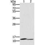 PAGE2 Antibody from Signalway Antibody (36678) - Antibodies.com
