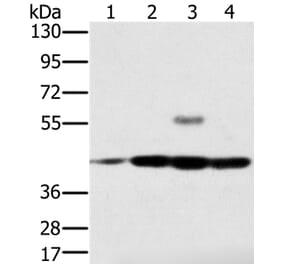 PAICS Antibody from Signalway Antibody (36680) - Antibodies.com