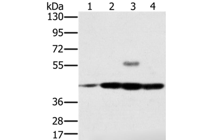 PAICS Antibody from Signalway Antibody (36680) - Antibodies.com