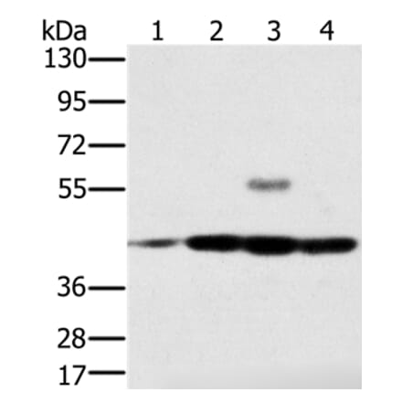 PAICS Antibody from Signalway Antibody (36680) - Antibodies.com