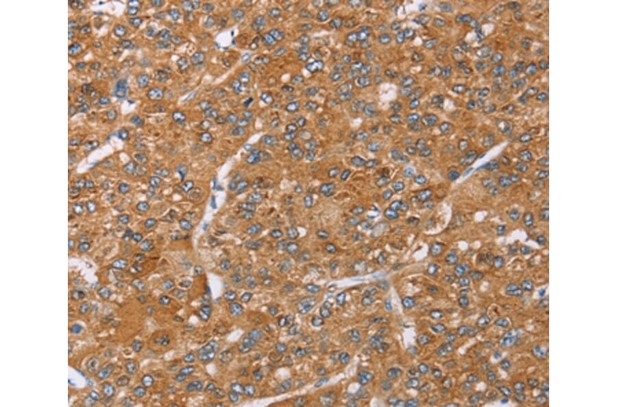 Immunohistochemistry - PAICS Antibody from Signalway Antibody (36680) - Antibodies.com