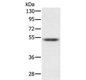 PMPCB Antibody from Signalway Antibody (36698) - Antibodies.com
