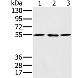 PSMC1 Antibody from Signalway Antibody (36704) - Antibodies.com