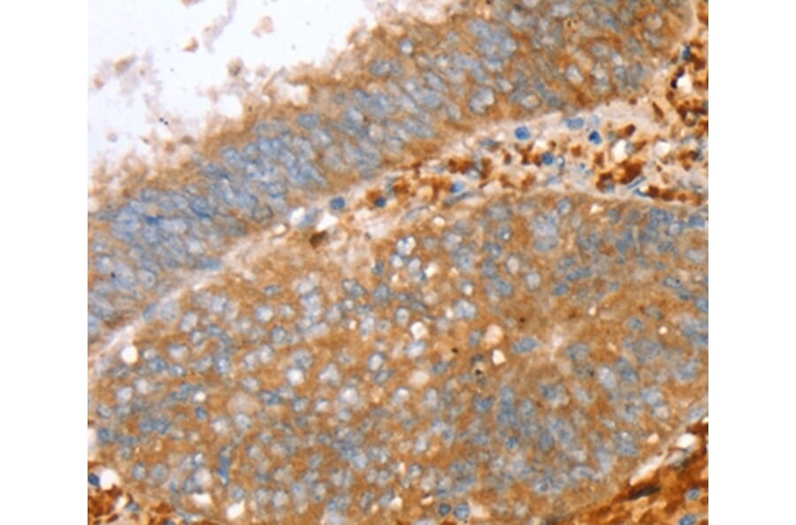 Immunohistochemistry - PTPN7 Antibody from Signalway Antibody (36706) - Antibodies.com