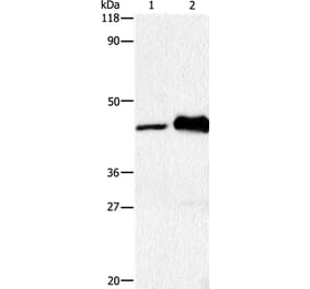 HTR1A Antibody from Signalway Antibody (36720) - Antibodies.com