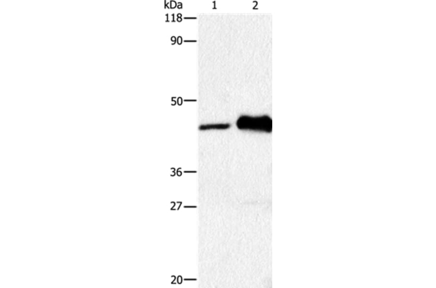 HTR1A Antibody from Signalway Antibody (36720) - Antibodies.com