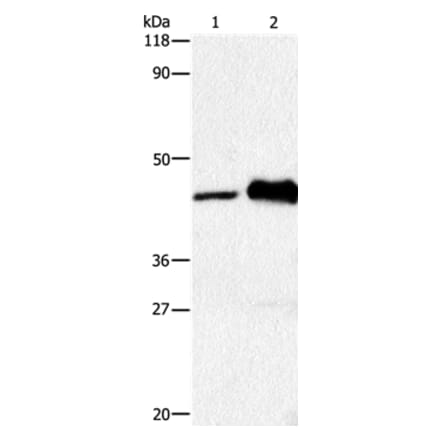 HTR1A Antibody from Signalway Antibody (36720) - Antibodies.com