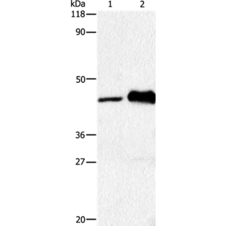 HTR1A Antibody from Signalway Antibody (36720) - Antibodies.com