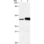 HTR1A Antibody from Signalway Antibody (36720) - Antibodies.com