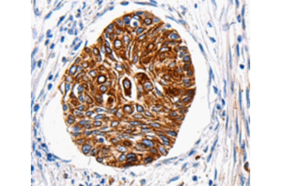 Immunohistochemistry - HTR1A Antibody from Signalway Antibody (36720) - Antibodies.com