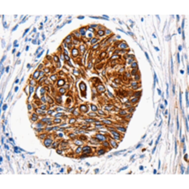 Immunohistochemistry - HTR1A Antibody from Signalway Antibody (36720) - Antibodies.com