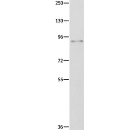 ABCB9 Antibody from Signalway Antibody (36722) - Antibodies.com