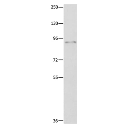 ABCB9 Antibody from Signalway Antibody (36722) - Antibodies.com