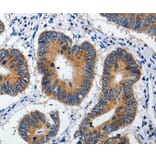 Immunohistochemistry - ABCB9 Antibody from Signalway Antibody (36722) - Antibodies.com