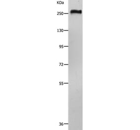 ACIN1 Antibody from Signalway Antibody (36725) - Antibodies.com