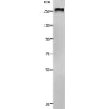 ACIN1 Antibody from Signalway Antibody (36725) - Antibodies.com