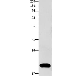 FABP3 Antibody from Signalway Antibody (36748) - Antibodies.com