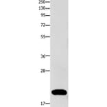 FABP3 Antibody from Signalway Antibody (36748) - Antibodies.com