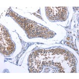 Immunohistochemistry - FABP3 Antibody from Signalway Antibody (36748) - Antibodies.com