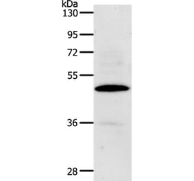 CDC37 Antibody from Signalway Antibody (36786) - Antibodies.com