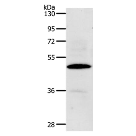 CDC37 Antibody from Signalway Antibody (36786) - Antibodies.com