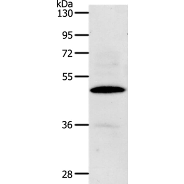 CDC37 Antibody from Signalway Antibody (36786) - Antibodies.com