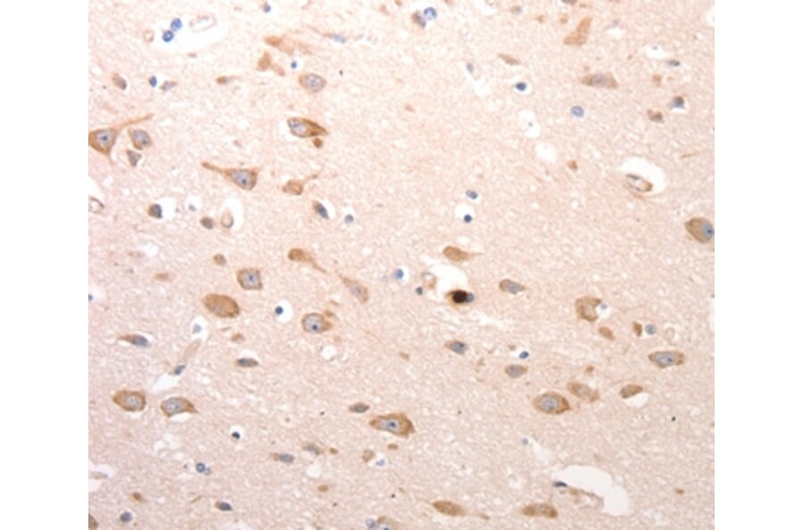 Immunohistochemistry - CDC37 Antibody from Signalway Antibody (36786) - Antibodies.com