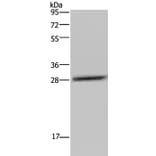 CEBPD Antibody from Signalway Antibody (36790) - Antibodies.com
