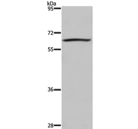 DUSP8 Antibody from Signalway Antibody (36848) - Antibodies.com