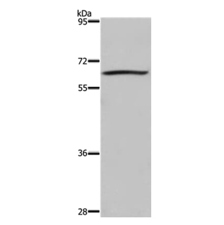 DUSP8 Antibody from Signalway Antibody (36848) - Antibodies.com