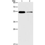 FOXF2 Antibody from Signalway Antibody (36859) - Antibodies.com