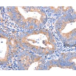 Immunohistochemistry - CMTM6 Antibody from Signalway Antibody (36886) - Antibodies.com