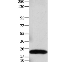 CLDN3 Antibody from Signalway Antibody (36889) - Antibodies.com