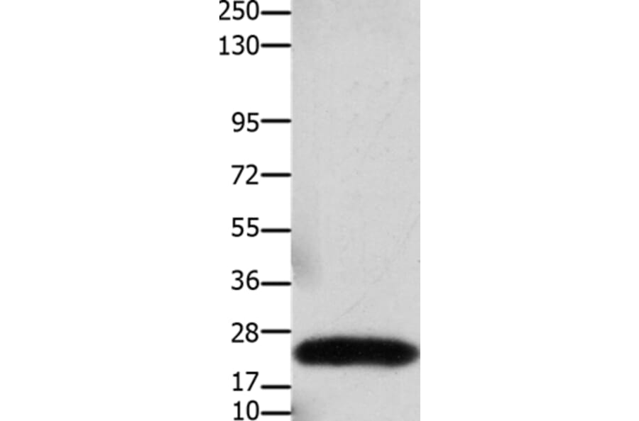 CLDN3 Antibody from Signalway Antibody (36889) - Antibodies.com