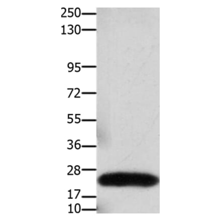 CLDN3 Antibody from Signalway Antibody (36889) - Antibodies.com