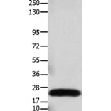 CLDN3 Antibody from Signalway Antibody (36889) - Antibodies.com