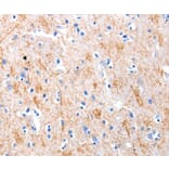 Immunohistochemistry - KISS1 Antibody from Signalway Antibody (36939) - Antibodies.com
