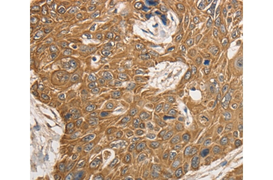 Immunohistochemistry - KCNC1 Antibody from Signalway Antibody (36944) - Antibodies.com