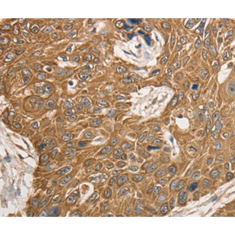 Immunohistochemistry - KCNC1 Antibody from Signalway Antibody (36944) - Antibodies.com