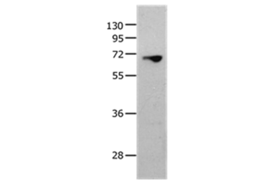 MMP25 Antibody from Signalway Antibody (36986) - Antibodies.com
