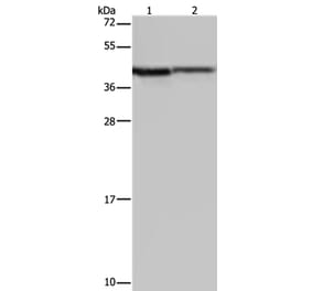 P2RY1 Antibody from Signalway Antibody (37007) - Antibodies.com