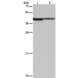 P2RY1 Antibody from Signalway Antibody (37007) - Antibodies.com