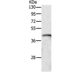 P2RY4 Antibody from Signalway Antibody (37008) - Antibodies.com