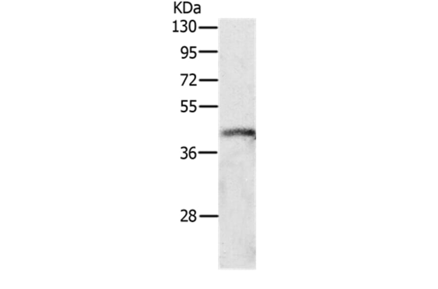 P2RY4 Antibody from Signalway Antibody (37008) - Antibodies.com
