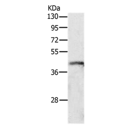 P2RY4 Antibody from Signalway Antibody (37008) - Antibodies.com