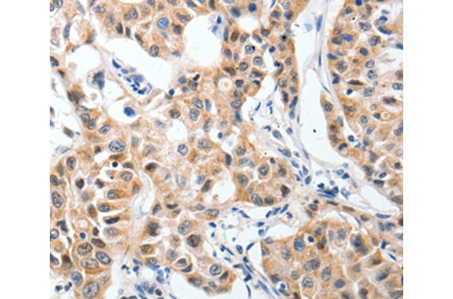 Immunohistochemistry - P2RY6 Antibody from Signalway Antibody (37009) - Antibodies.com