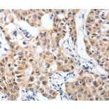 Immunohistochemistry - P2RY6 Antibody from Signalway Antibody (37009) - Antibodies.com